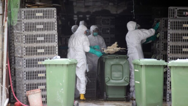 Nach Ausbruch der Vogelgrippe müssen Tausende Tiere getötet werden. (Bild: AFP)