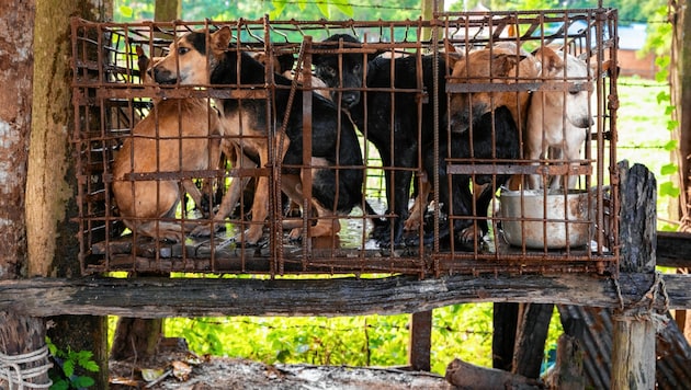 Bilder, die vor Entsetzen erschauern lassen: Bevor die hilflosen Tiere in Kambodscha auf dem Teller von Restaurants landen, gehen sie durch die Hölle. (Bild: Vier Pfoten)