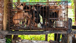 Bilder, die vor Entsetzen erschauern lassen: Bevor die hilflosen Tiere in Kambodscha auf dem Teller von Restaurants landen, gehen sie durch die Hölle. (Bild: Vier Pfoten)