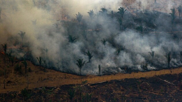 Waldbrände und Rodungen setzen dem Amazonas Regenwald enorm zu. (Bild: AFP)