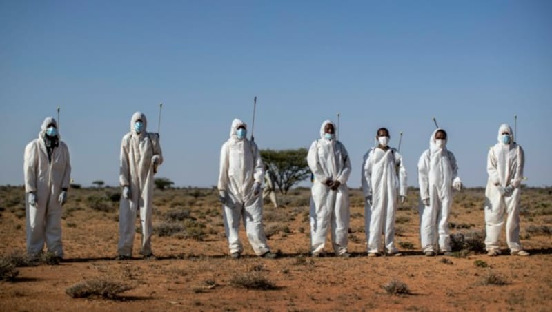 Helfer versuchen Heuschreckenplage in Ostafrika durch Pestizideinsatz einzudämmen. (Bild: AP)