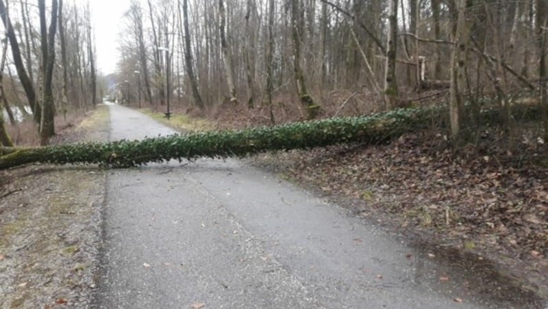 In der Josefiau: Große Esche stürzte über Salzachtreppelweg (Bild: Stadt Salzburg / M. Kapeller)