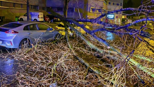 In der Ignaz-Härtl-Straße ist ein Baum auf ein Auto gestürzt (Bild: Markus Tschepp)