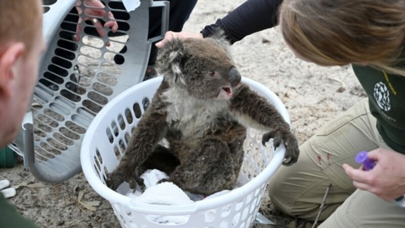 Tierpfleger kümmern sich um einen verletzten Koalabären. (Bild: AFP)