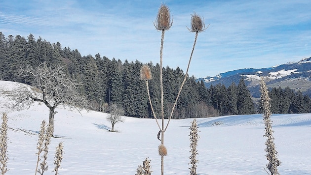 Aushubdeponie statt grüner Wiese: der geplante Standort in Sulzberg-Weißenhalden (Bild: Magdalena Schwärzler)