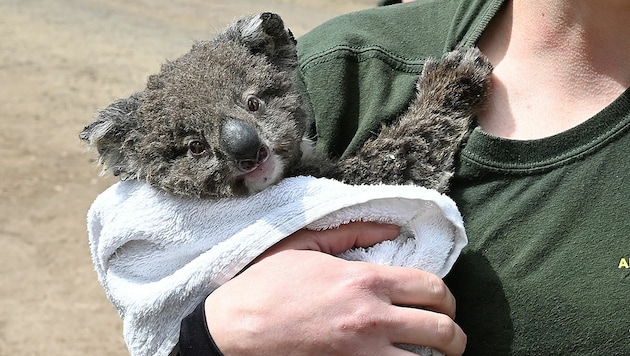 Ein vor den Flammen gerettetes Baby-Koala (Bild: AFP/Peter Parks)