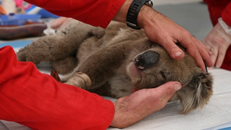 Tierärzte behandeln Verletzungen, die ein Koala bei den Buschbränden erlitten hat. (Bild: AFP/Peter Parks)