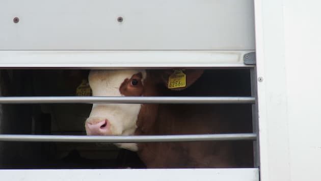 Deutlich weniger Kälbchen wurden ins Ausland gekarrt. (Bild: VGT)