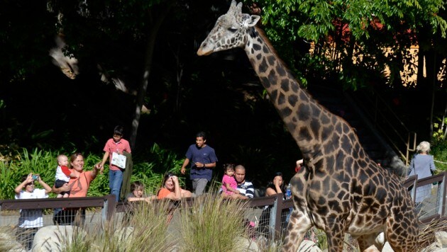 Nur der Zoo von Los Angeles darf Veranstaltungen mit seinen Tieren durchführen. (Bild: Agence-France-Presse)