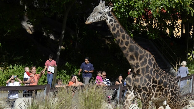 Nur der Zoo von Los Angeles darf Veranstaltungen mit seinen Tieren durchführen. (Bild: Agence-France-Presse)