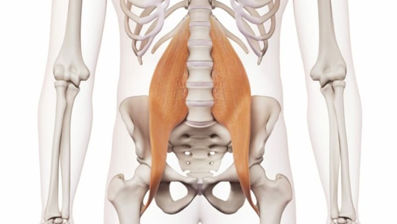 Der große Lendenmuskel (psoas major) (Bild: SciePro/stock.adobe.com)