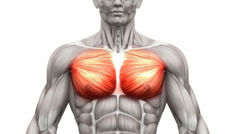 Großer Brustmuskel (pectoralis). (Bild: decade3d/stock.adobe.com)