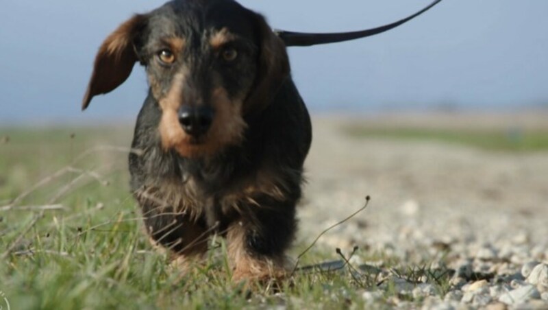 Entwarnung gibt es für Hunde. (Bild: Servus TV)