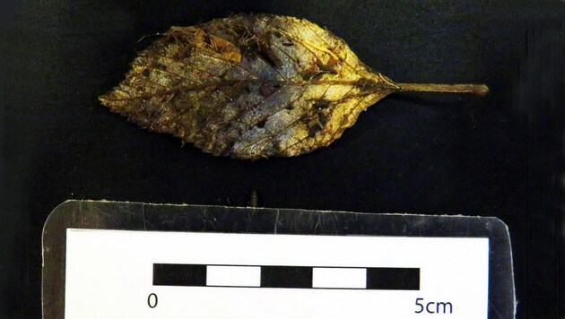 Das perfekt erhaltene Ulmenblatt wurde in einer Lehmschicht entdeckt. (Bild: Highways England)