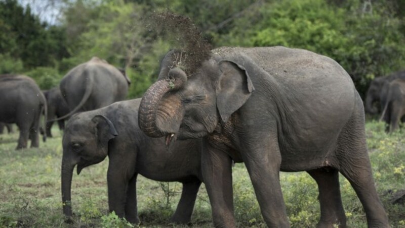 Eine Gruppe Asiatischer Elefanten in einem Nationalpark in Sri Lanka (Bild: AFP)