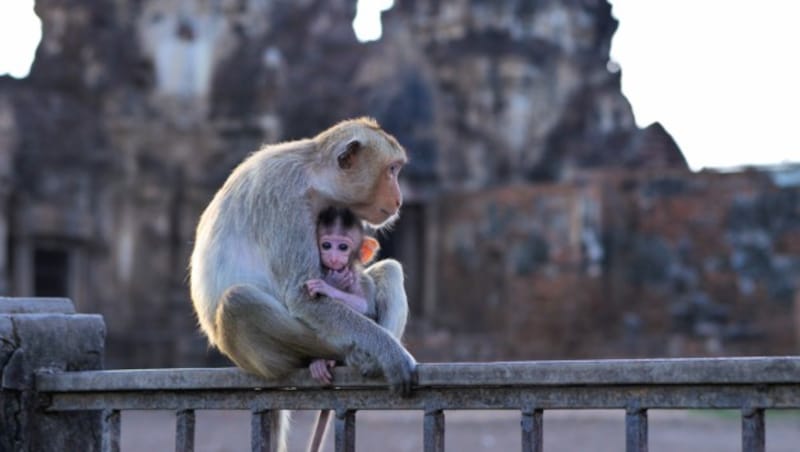 Affen in Phra Prang Sam Yot (Bild: ©xreflex - stock.adobe.com)