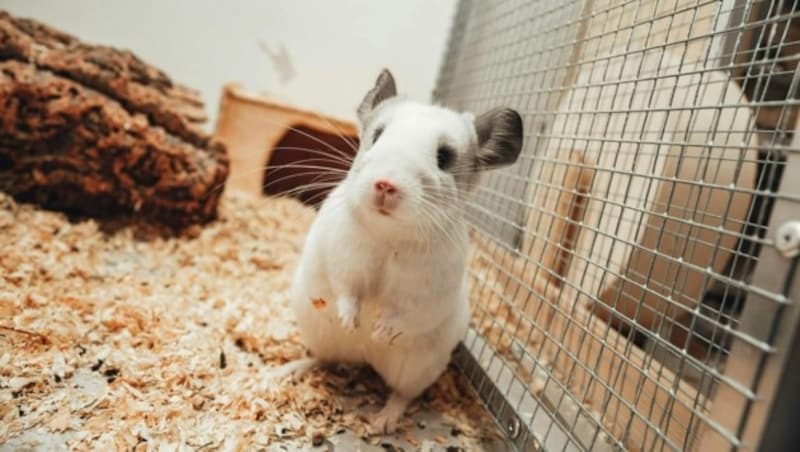 Sechs Chinchillas sind auszugsbereit und suchen ein artgerechtes Zuhause. (Bild: fotofraller.at)