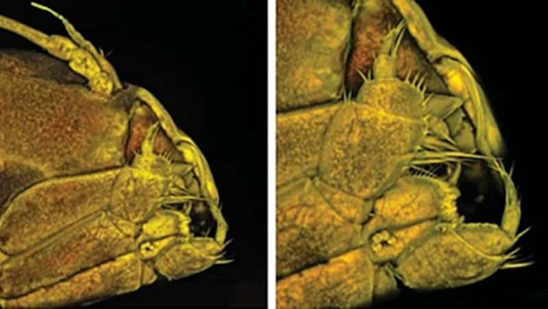 Detailaufnahmen des Kopfes des nur 6,5 Millimeter langen Krebses (Bild: Anna Frenkel/Senckenberg)