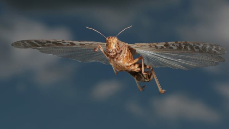 Wanderheuschrecke im Flug (Bild: ©Holger - stock.adobe.com)