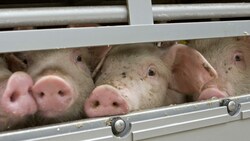 „Was tun wir den Tieren an, wo bleibt Menschlichkeit? “ - Das fragen uns viele Leser, die dieses Leid nicht mehr haben wollen. (Bild: stock.adobe.com)