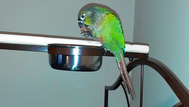 Papagei „Louie“ rettete die Familie mit seinen „Feuer“-Rufen. (Bild: SWNS)