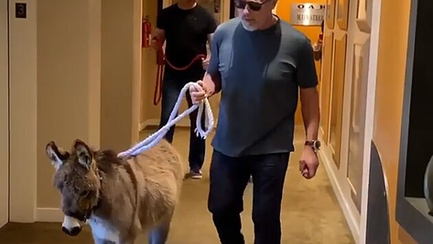 Arnold Schwarzenegger spazierte jetzt mit Esel „Lulu“ ins Büro. (Bild: instagram.com/schwarzenegger)