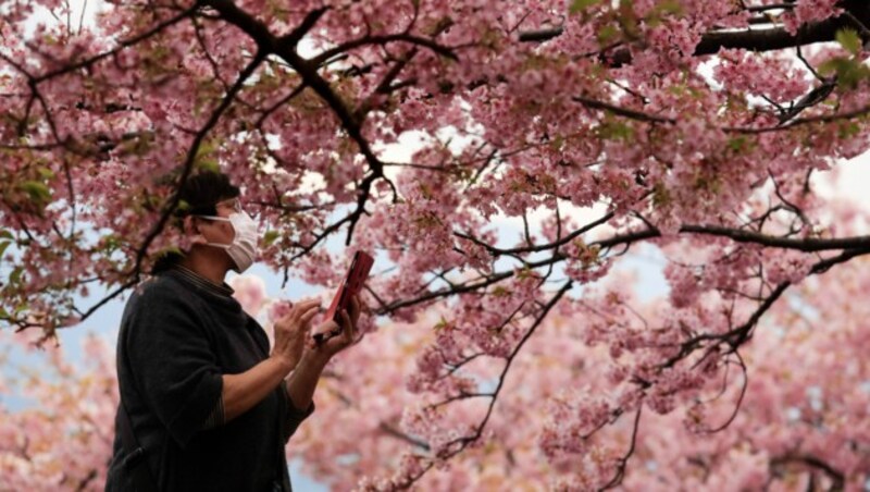 Kirschblüte in Japan (Bild: AP)