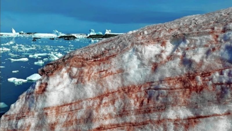 Auf dem Südpol vermehren sich Algen, die den Schnee blutrot einfärben. (Bild: Academia Nacional de Ciencias de Uruguay)