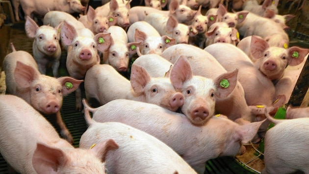 Massentierhaltung, für viele Tiere auf nacktem Betonboden. Tierschützer führen Krankheiten auf diese Haltungsform zurück. (Symbolbild) (Bild: Jürgen Radspieler)