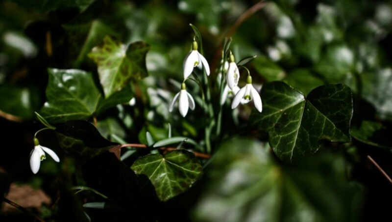 Die ersten Frühlingsbooten erreichen uns bereits: Steigende Temperaturen setzen das Coronavirus rascher außer Gefecht. (Bild: APA/dpa/Maja Hitij)