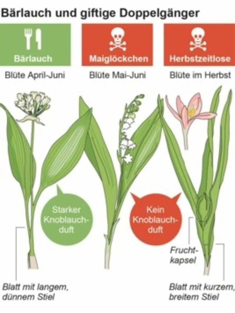 Bärlauch und seine giftigen Doppelgänger (Bild: APA)
