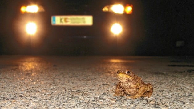 Eine Erdkröte im Scheinwerferlicht eines Autos. (Bild: ARGE Naturschutz)