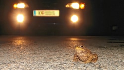 Eine Erdkröte im Scheinwerferlicht eines Autos. (Bild: ARGE Naturschutz)