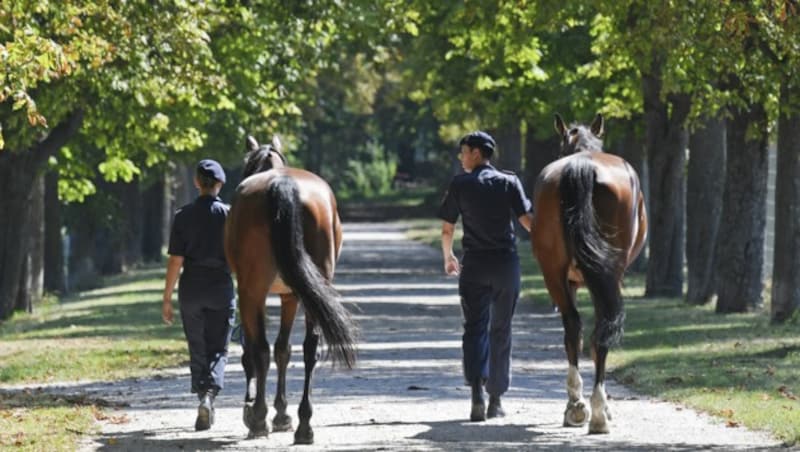 Polizeipferde auf dem Gelände der Theresianischen Militärakademie (MilAk) in Wiener Neustadt (Bild: APA/HANS KLAUS TECHT)