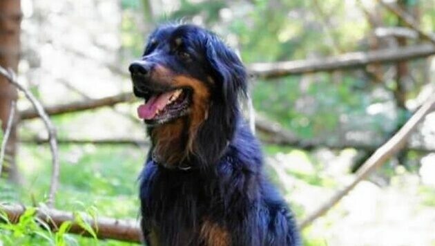 Der frühere Rettungshund „Aiko“ wird verzweifelt gesucht. Bitte um Meldungen, falls ihn jemand sieht! (Bild: zVg)