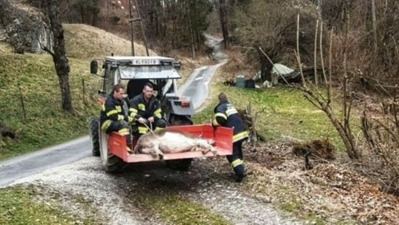 Mittels Traktor wurde das Tier heimgebracht. (Bild: FF Köttmannsdorf)