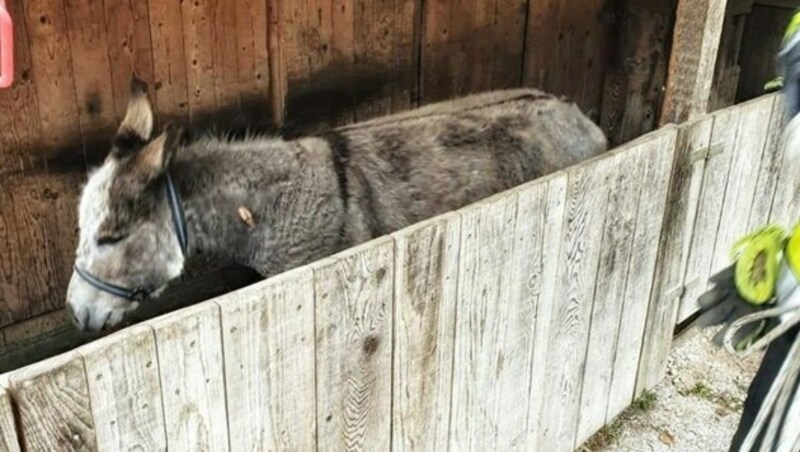 Daheim in seinem Stall wurde der Esel dann verarztet. (Bild: FF Köttmannsdorf)