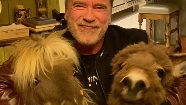 Arnold Schwarzenegger bleibt zu Hause und füttert lieber seine Haustiere. (Bild: twitter.com/schwarzenegger)