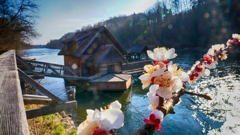 Frühling bei der Murmühle in Mureck (Bild: Sepp Pail)