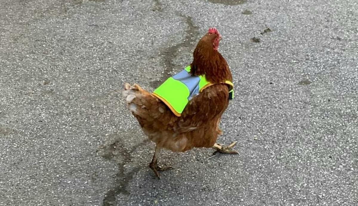 Bauernhof in Treffen - Kärntner Hühner tragen Warnwesten: Raser stoppen