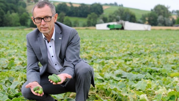 Efko - hier Chef Klaus Hraby - verarbeitet pro Jahr normal 80.000 Tonnen Gemüse. (Bild: Markus Wenzel)