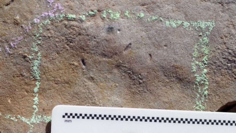 Die Spuren (hellgrün) von Ikaria wariootia in Sediment (Bild: Droser Lab/UCR)