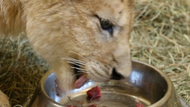 Junglöwe Spartacus genießt seine erste Fleisch-Mahlzeit (Bild: Tierwelt Herberstein)