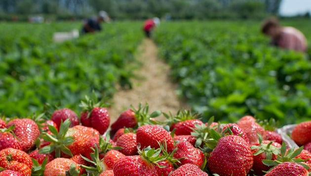 (Bild: APA/dpa/Uwe Anspach)