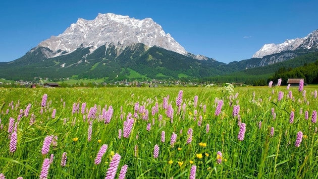 Am Fuße der Zugspitze wird auch das Wirtschaften grün (Bild: Albin Niederhauser)