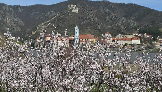 Sogar die Wachau blieb zur Marillenblüte menschenleer (Bild: Semrad Gregor)