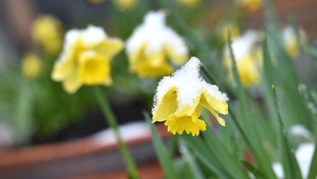 Das „Märzenkaibal“ bockte noch mit Schnee. Doch täglich kehrt der Frühling mehr und mehr zurück. (Bild: Wolfgang Spitzbart)