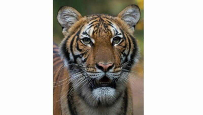 Der Tiger, der positiv auf das Coronavirus getestet wurde: „Nadia“ (Bild: AP)