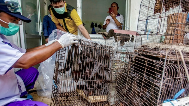 Gesundheitsbeamte inspizieren einen Wildtiermarkt in Indonesien. (Bild: AP)