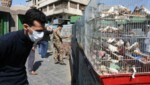 Ein irakischer Wildtiermarkt während der Coronavirus-Pandemie (Bild: AFP)